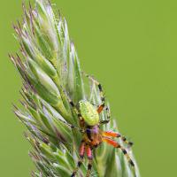 Spider - Araniella species 2 